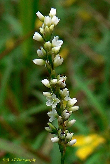 {Persicaria setacea}